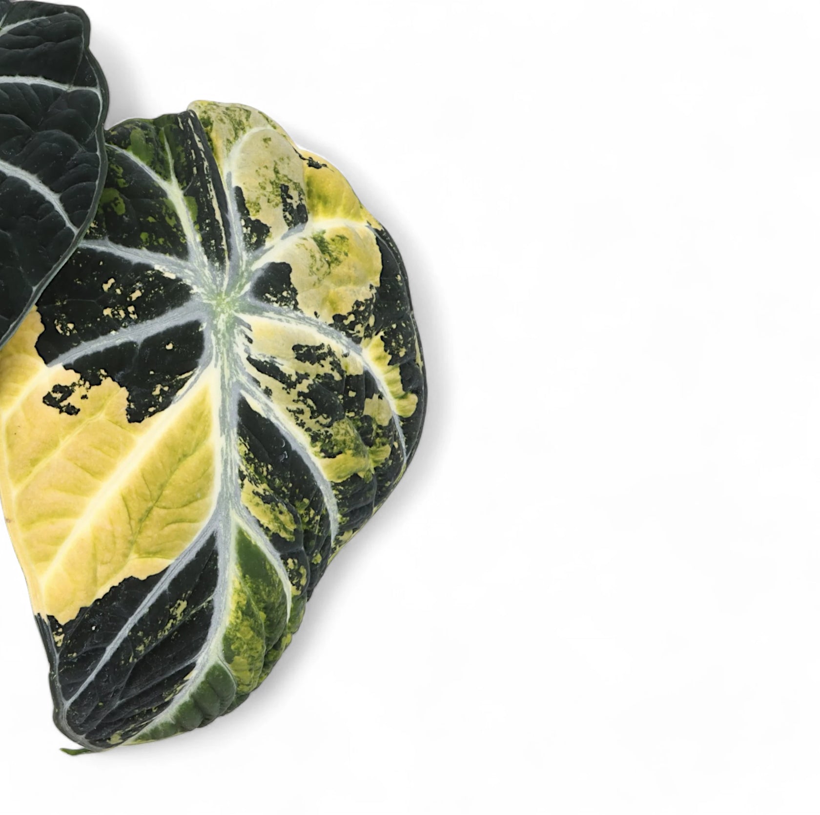 Nahaufnahme eines Blatts von Alocasia reginula 'Ninja' variegata vor weißem Hintergrund.