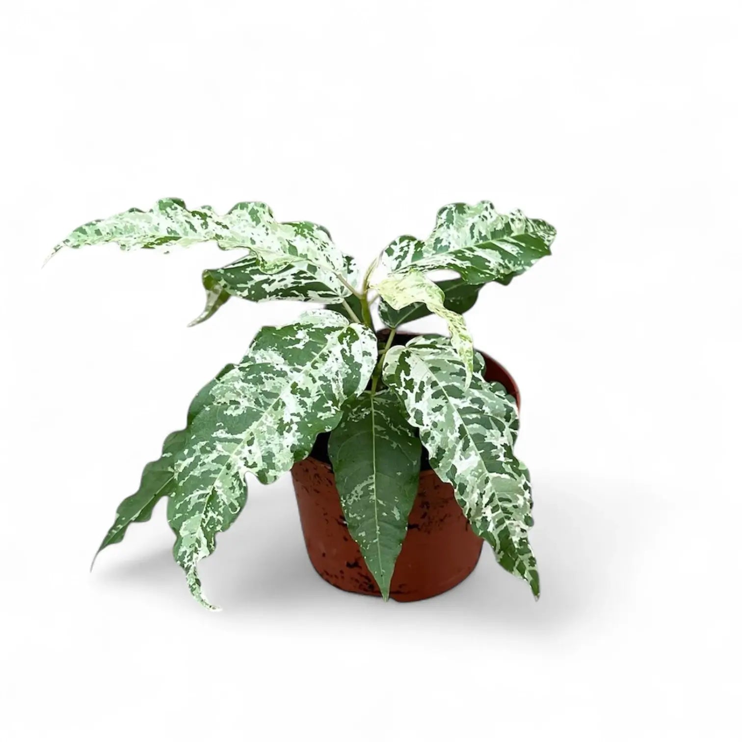 Ficus virens 'Snowstorm' potted houseplant in nursery pot on white background, product photo 2.