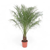 Phoenix roebelenii potted houseplant in nursery pot on white background, product photo 3.
