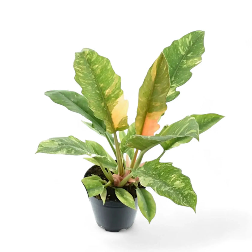 Philodendron 'Ring of fire' potted houseplant in nursery pot on white background, product photo 3.