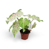 Caladium 'Miss Muffet'