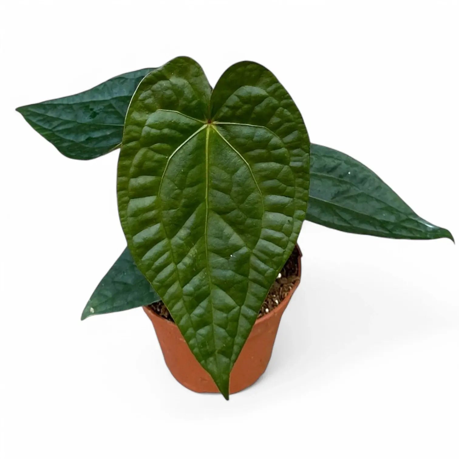 Anthurium magnificum x luxurians potted houseplant in nursery pot on white background, product photo 2.