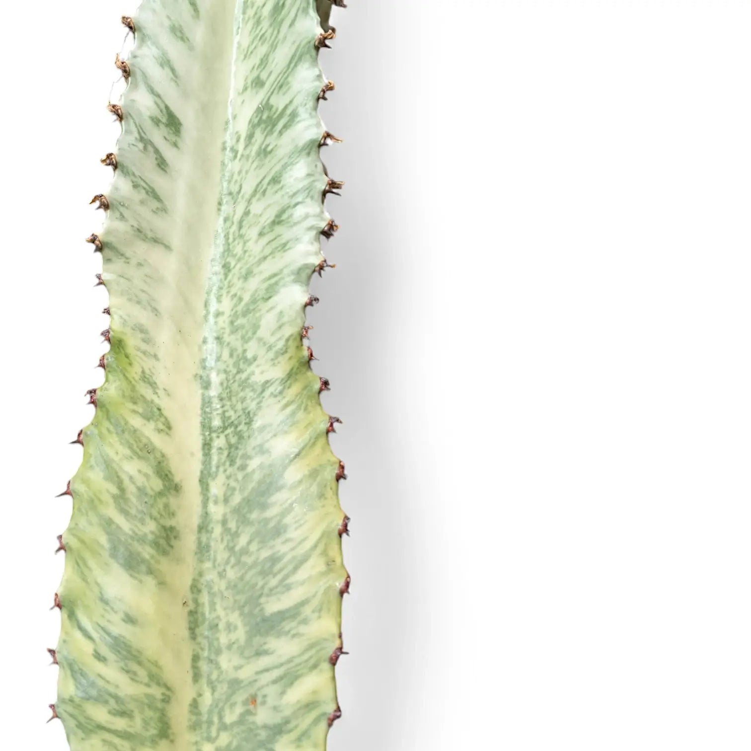 Euphorbia ingens 'Marmorata' potted houseplant in nursery pot on white background, product photo 5.