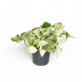 Epipremnum aureum 'Happy Leaf' ('Manjula') potted houseplant in nursery pot on white background, product photo 3.