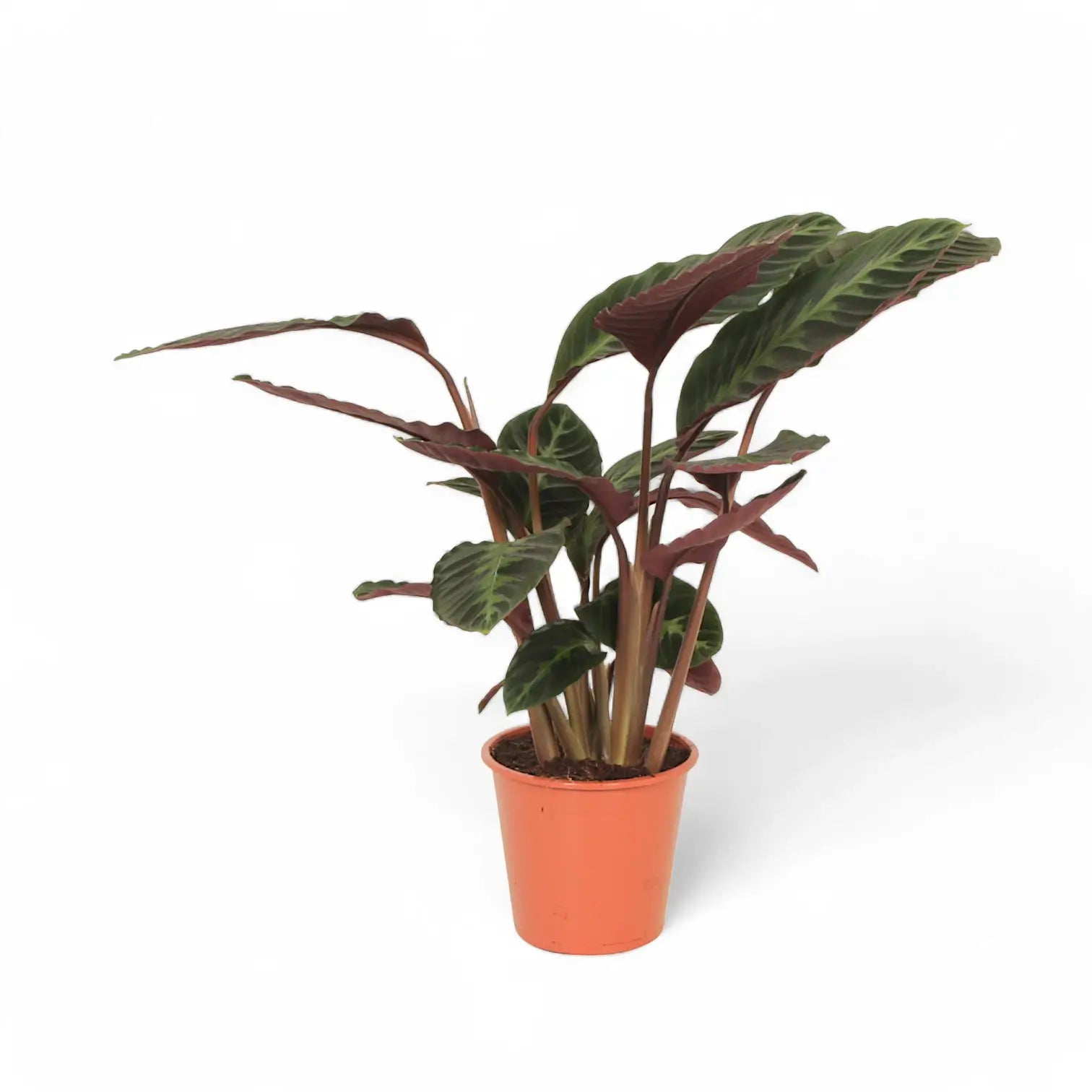 Goeppertia (Calathea) warszewiczii – Zimmerpflanze im Kulturtopf auf weißem Hintergrund, Produktfoto 3.