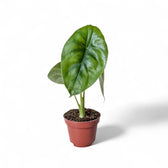 Alocasia clypeolata 'Green shield' potted houseplant in nursery pot on white background, product photo 8.