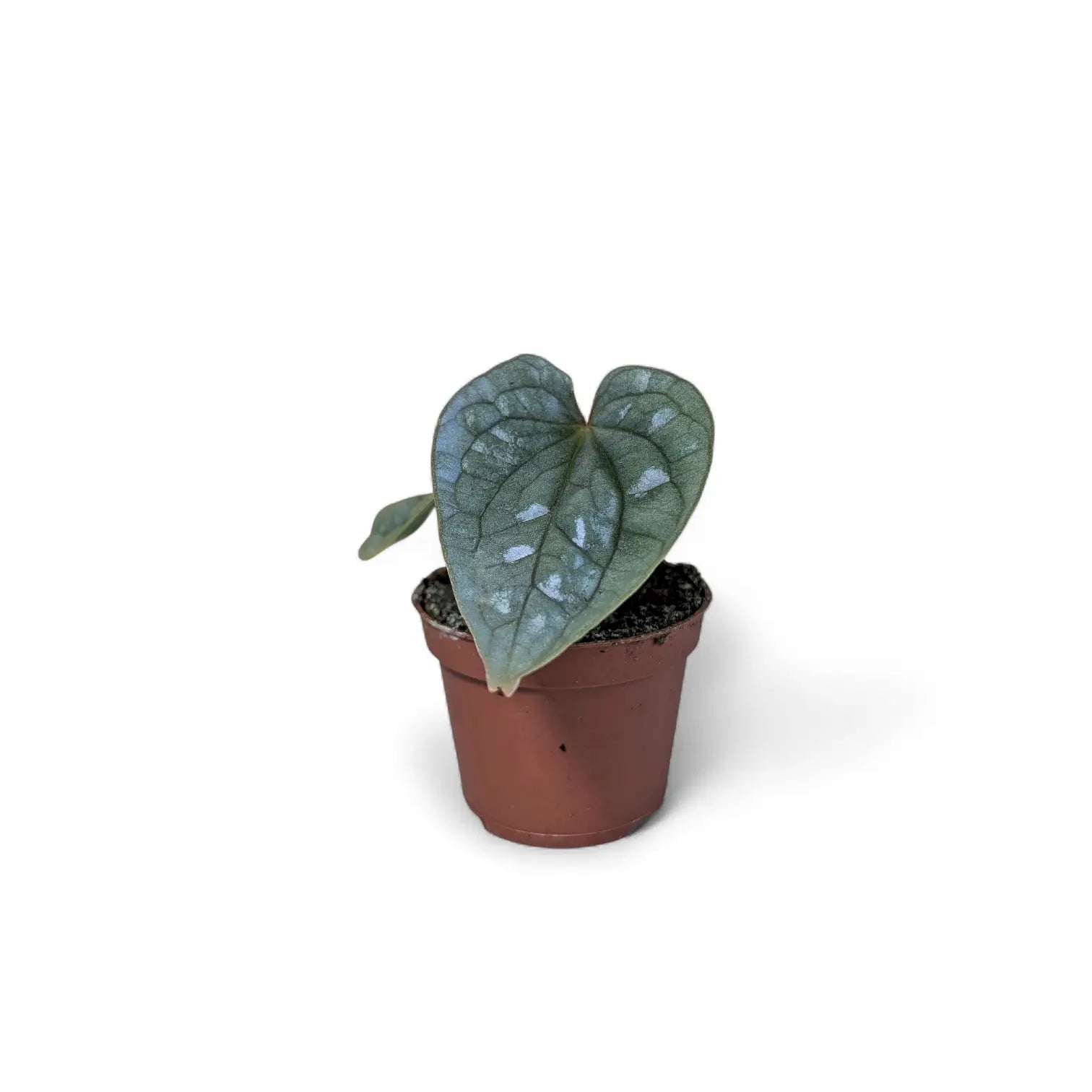 Anthurium luxurians potted houseplant in nursery pot on white background, product photo 3.