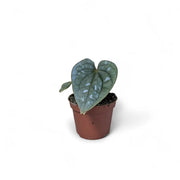 Anthurium luxurians potted houseplant in nursery pot on white background, product photo 3.