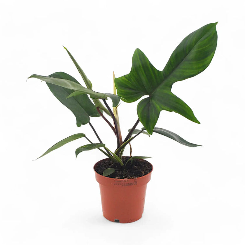 Philodendron 'Florida Green' potted houseplant in nursery pot on white background, product photo 2.