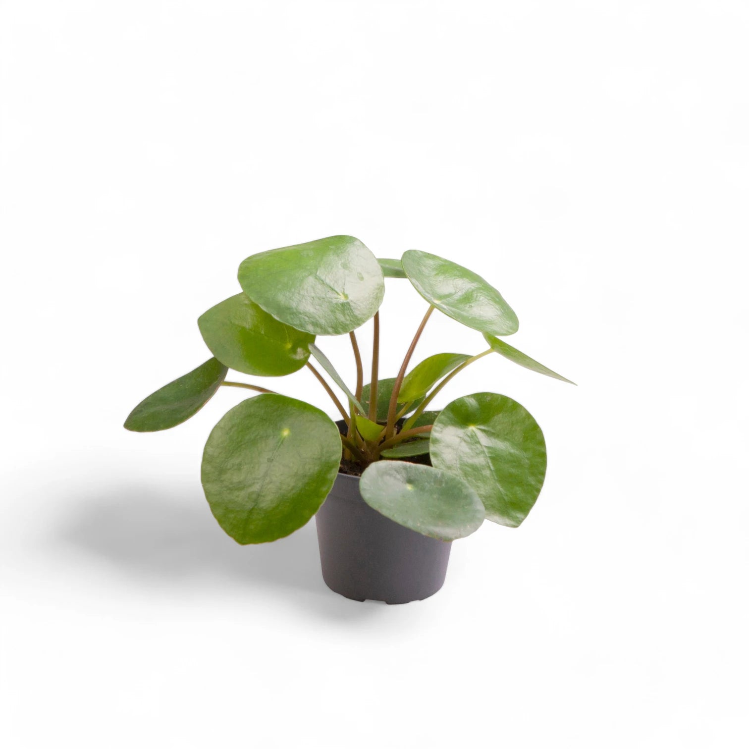 Pilea peperomioides – Topfpflanze im Kulturtopf vor weißem Hintergrund, Produktfoto 5.