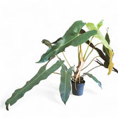 Philodendron atabapoense potted houseplant in nursery pot on white background, product photo 8.