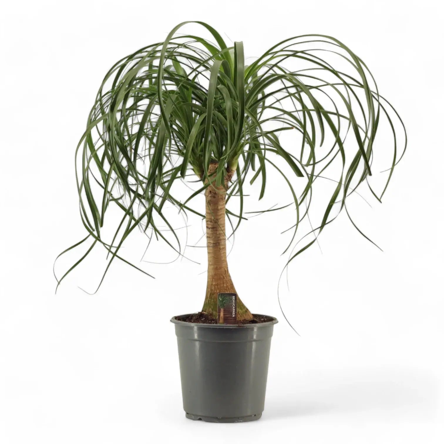 Beaucarnea recurvata – Zimmerpflanze im Kulturtopf auf weißem Hintergrund, Produktfoto 11.