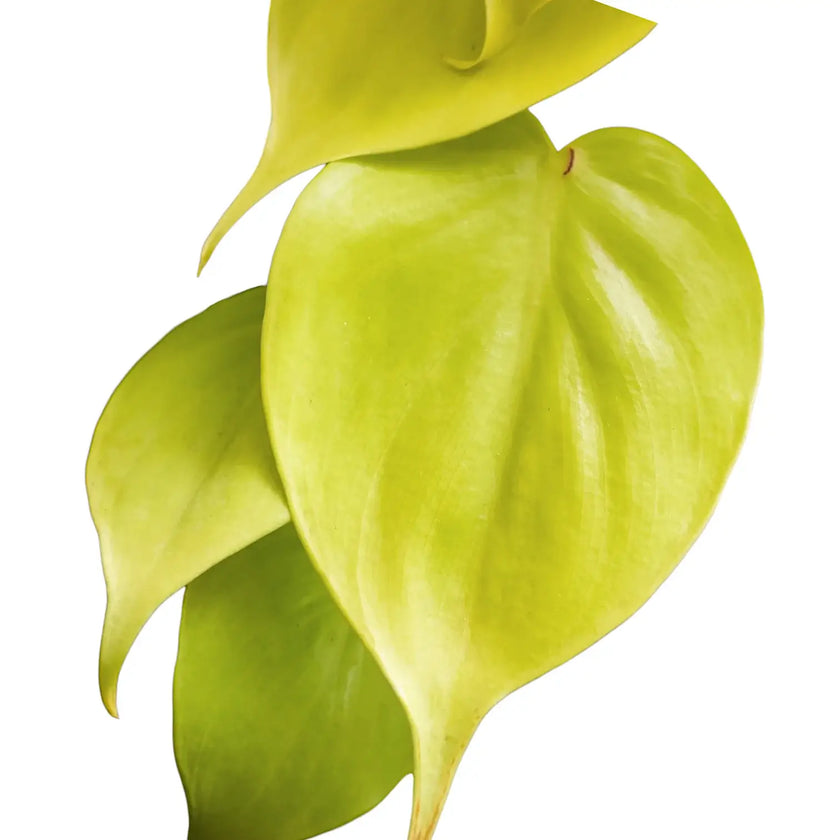 Nahaufnahme eines Blatts von Philodendron hederaceum ‘Lime’ ('Neon') vor weißem Hintergrund.