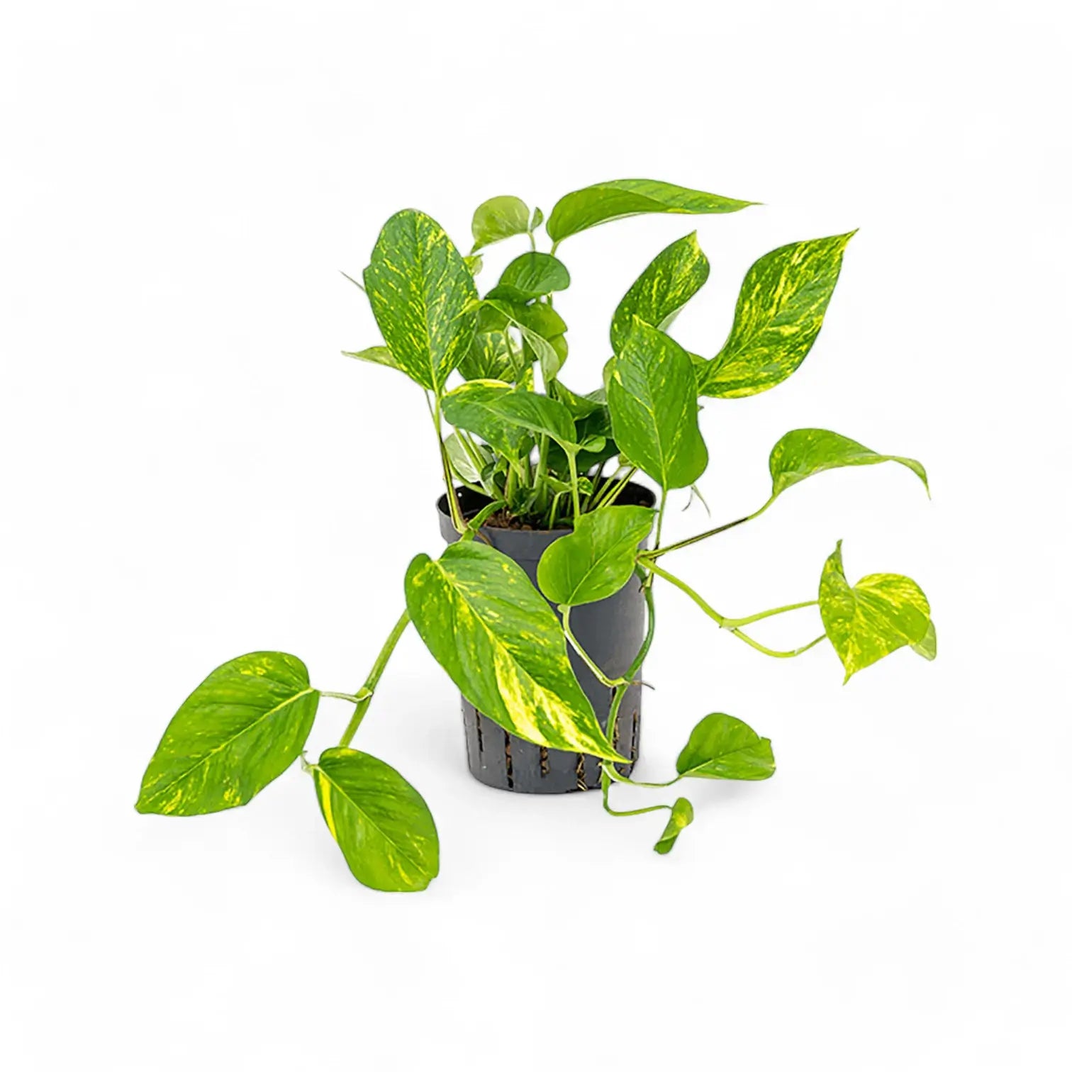 Epipremnum aureum – Topfpflanze im Kulturtopf vor weißem Hintergrund, Produktfoto 9.