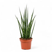 Dracaena (Sansevieria) bacularis 'Fernwood Mikado' potted houseplant in nursery pot on white background, product photo 5.