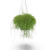 Rhipsalis baccifera potted houseplant in nursery pot on white background, product photo 5.