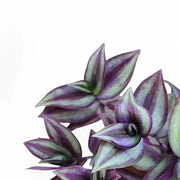 Tradescantia zebrina ‘Violet Hill’ aka 'Pink Joy' leaf close-up on white background.