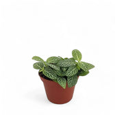 Fittonia albivenis potted houseplant in nursery pot on white background, product photo 2.