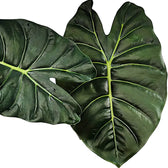 Alocasia 'Golden bone' – Zimmerpflanze im Kulturtopf auf weißem Hintergrund, Produktfoto 3.