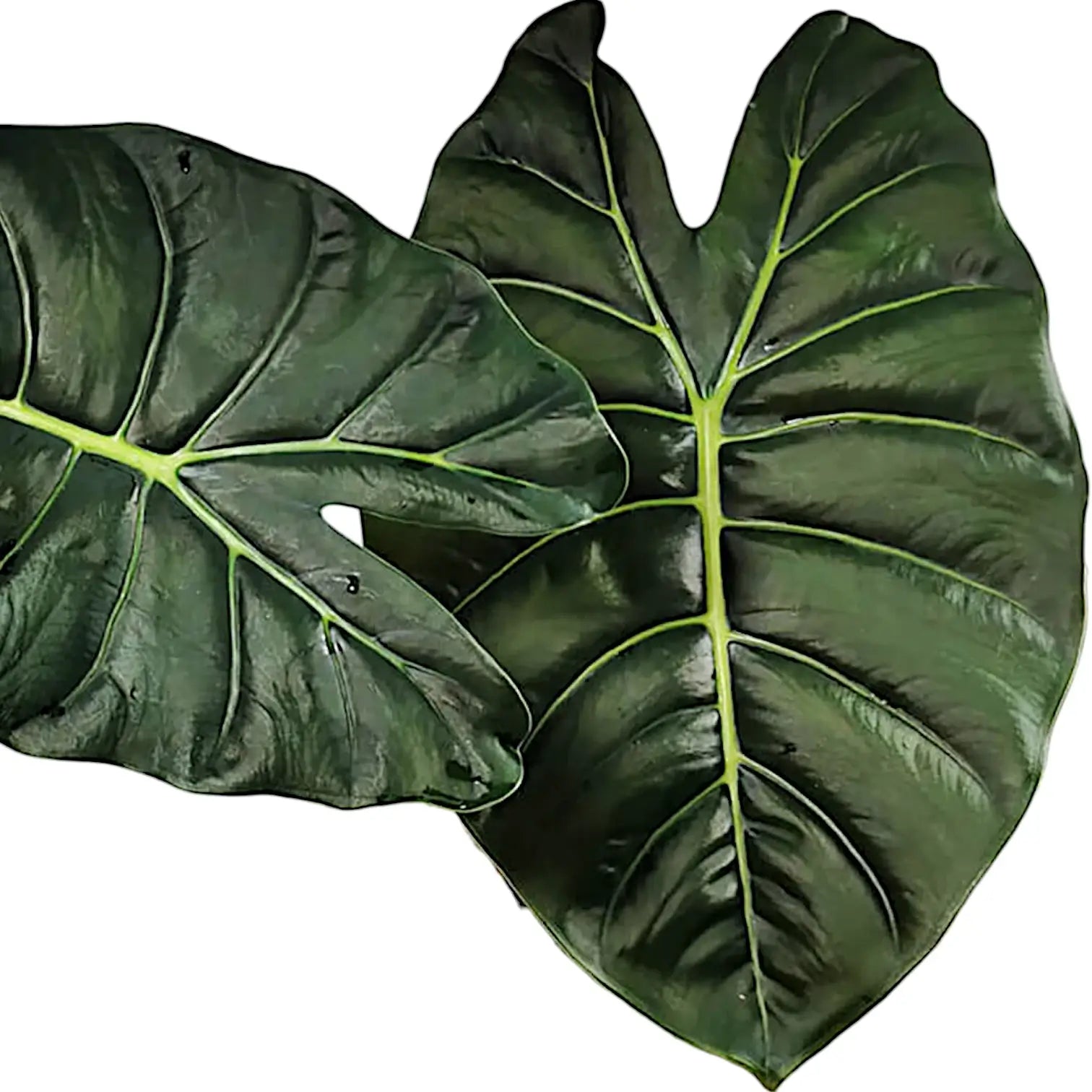 Alocasia 'Golden bone' – Zimmerpflanze im Kulturtopf auf weißem Hintergrund, Produktfoto 3.