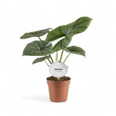 Alocasia 'Bisma' – Zimmerpflanze im Kulturtopf auf weißem Hintergrund, Produktfoto 2.