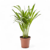 Dypsis lutescens potted houseplant in nursery pot on white background, product photo 10.
