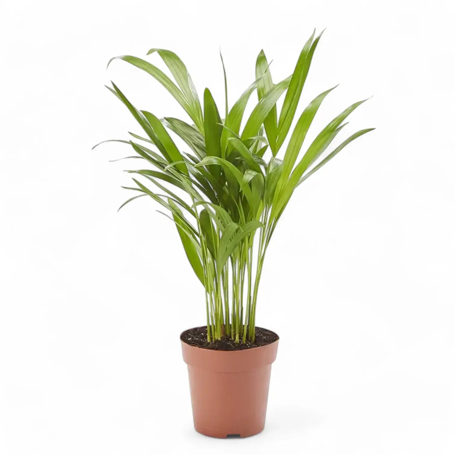 Dypsis lutescens potted houseplant in nursery pot on white background, product photo 10.
