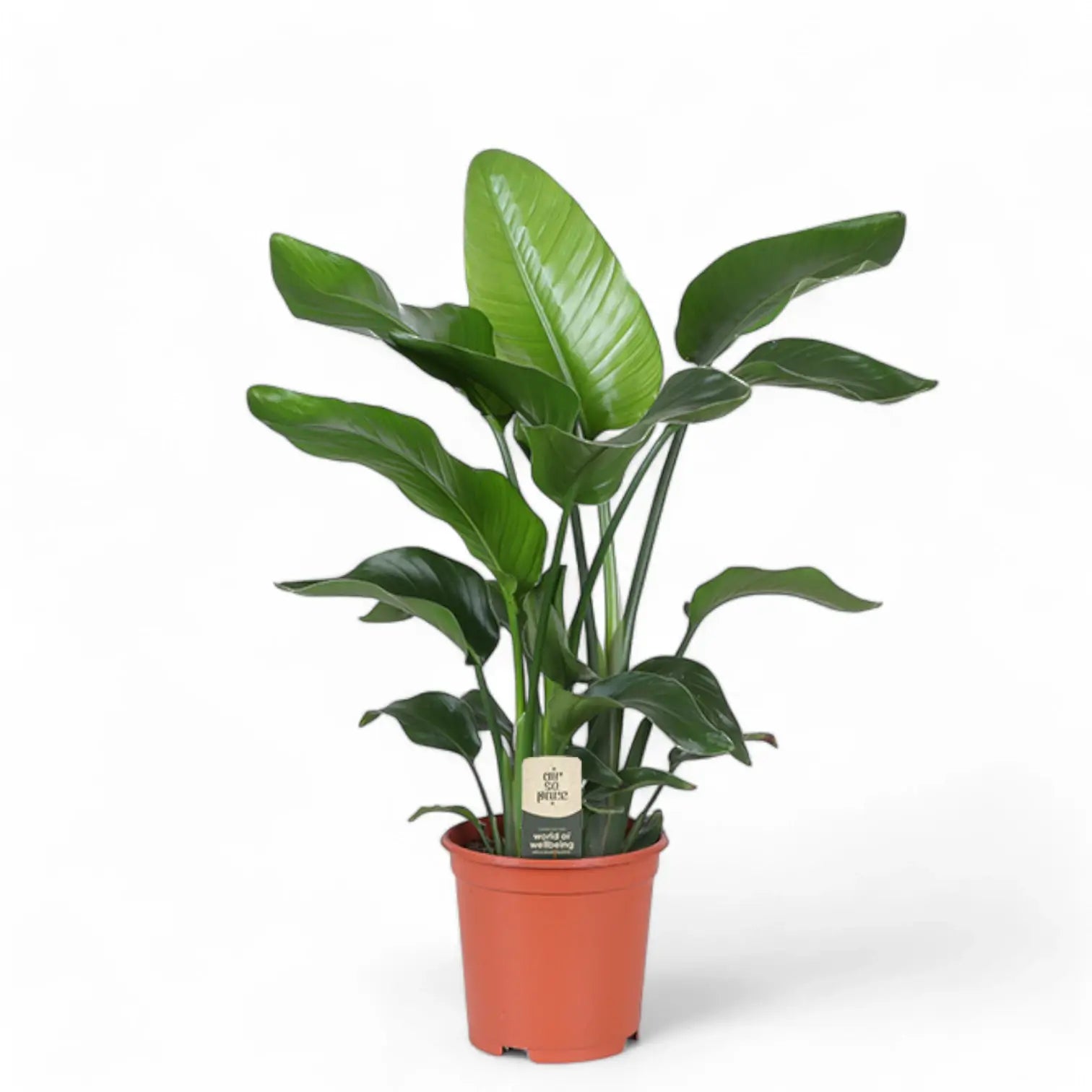 Strelitzia nicolai potted houseplant in nursery pot on white background, product photo 10.