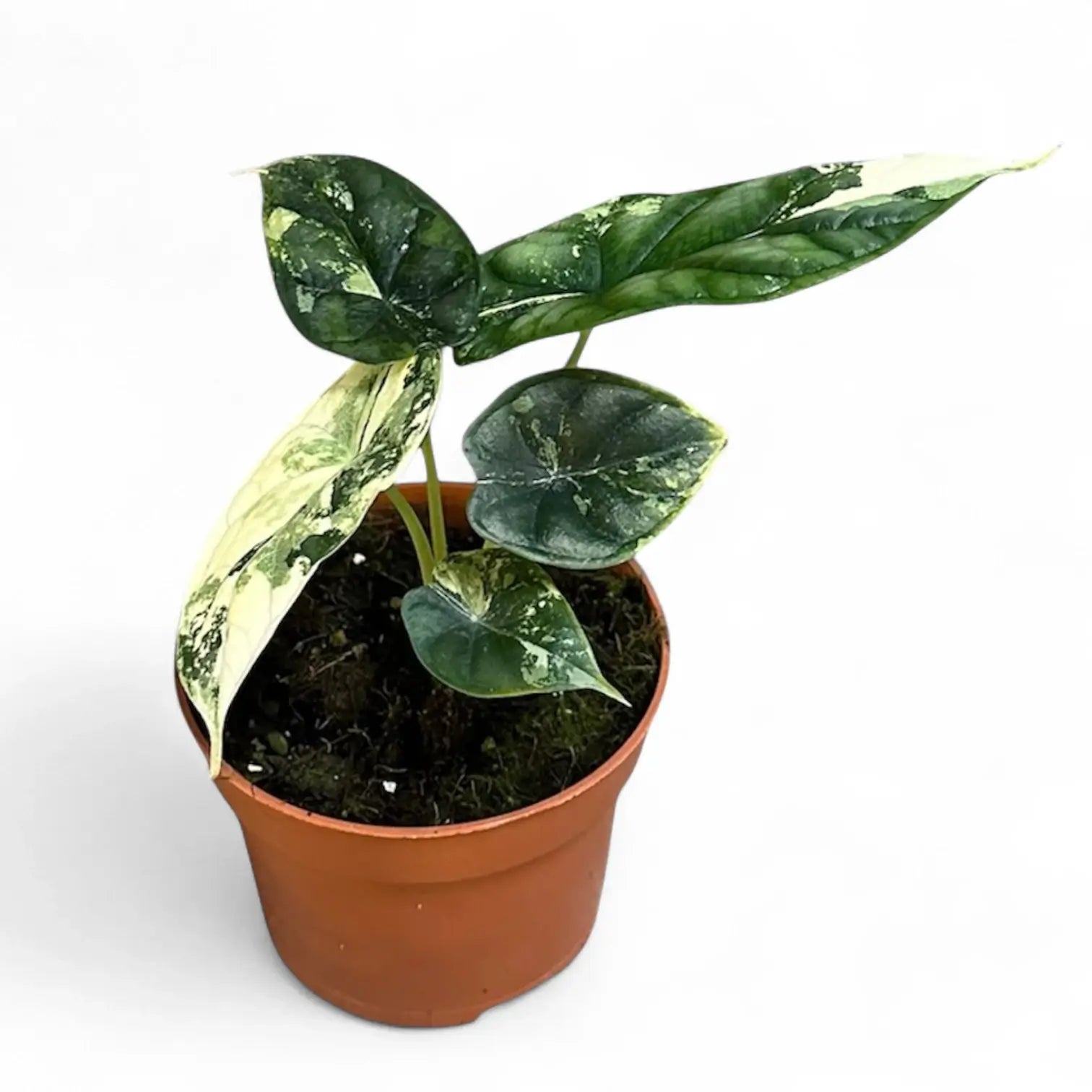 Alocasia baginda 'Dragon scale' albo-variegata potted houseplant in nursery pot on white background, product photo 11.