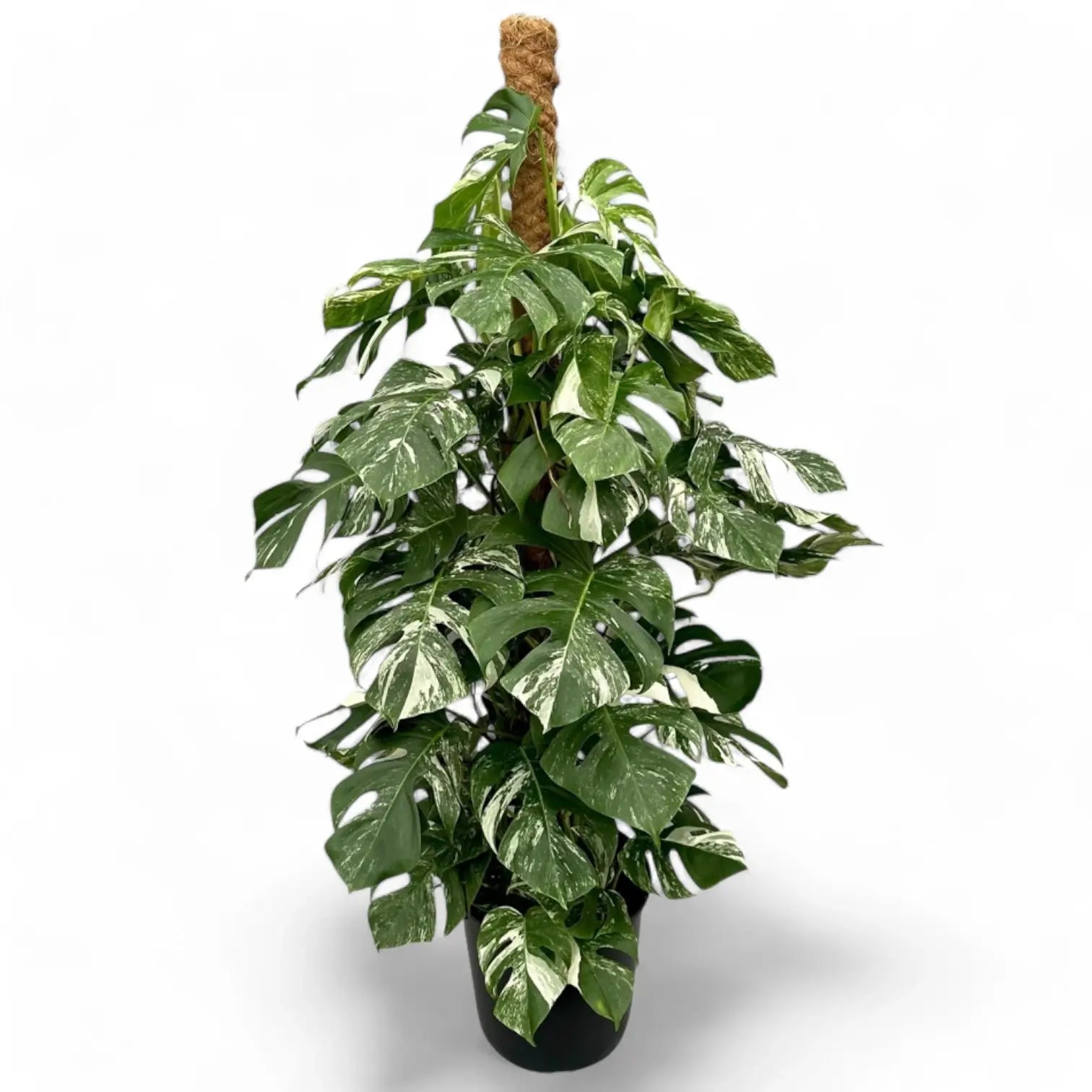 Monstera deliciosa Albo Variegata potted houseplant in nursery pot on white background, product photo 7.