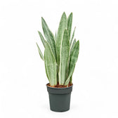 Dracaena (Sansevieria) trifasciata 'Metallica' – Topfpflanze im Kulturtopf vor weißem Hintergrund, Produktfoto 3.
