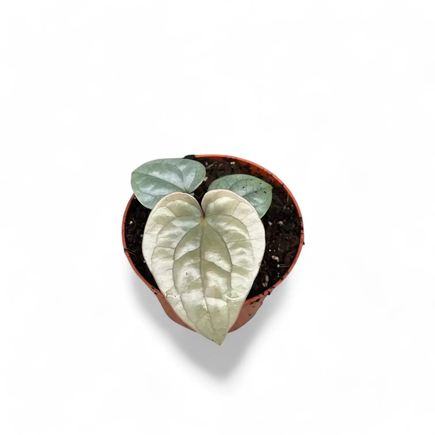 Anthurium luxurians potted houseplant in nursery pot on white background, product photo 9.