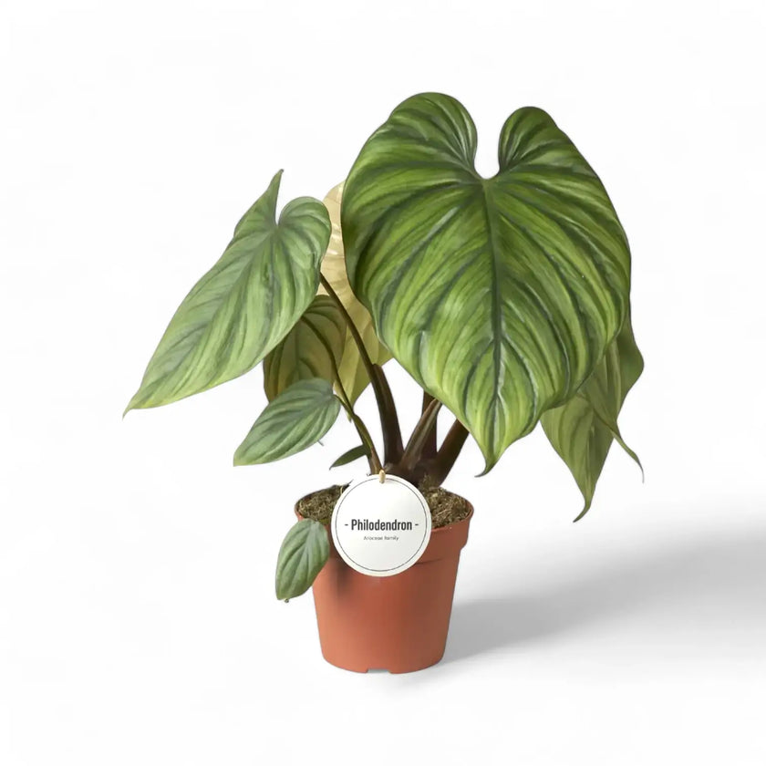 Philodendron sp. Colombia potted houseplant in nursery pot on white background, product photo 2.