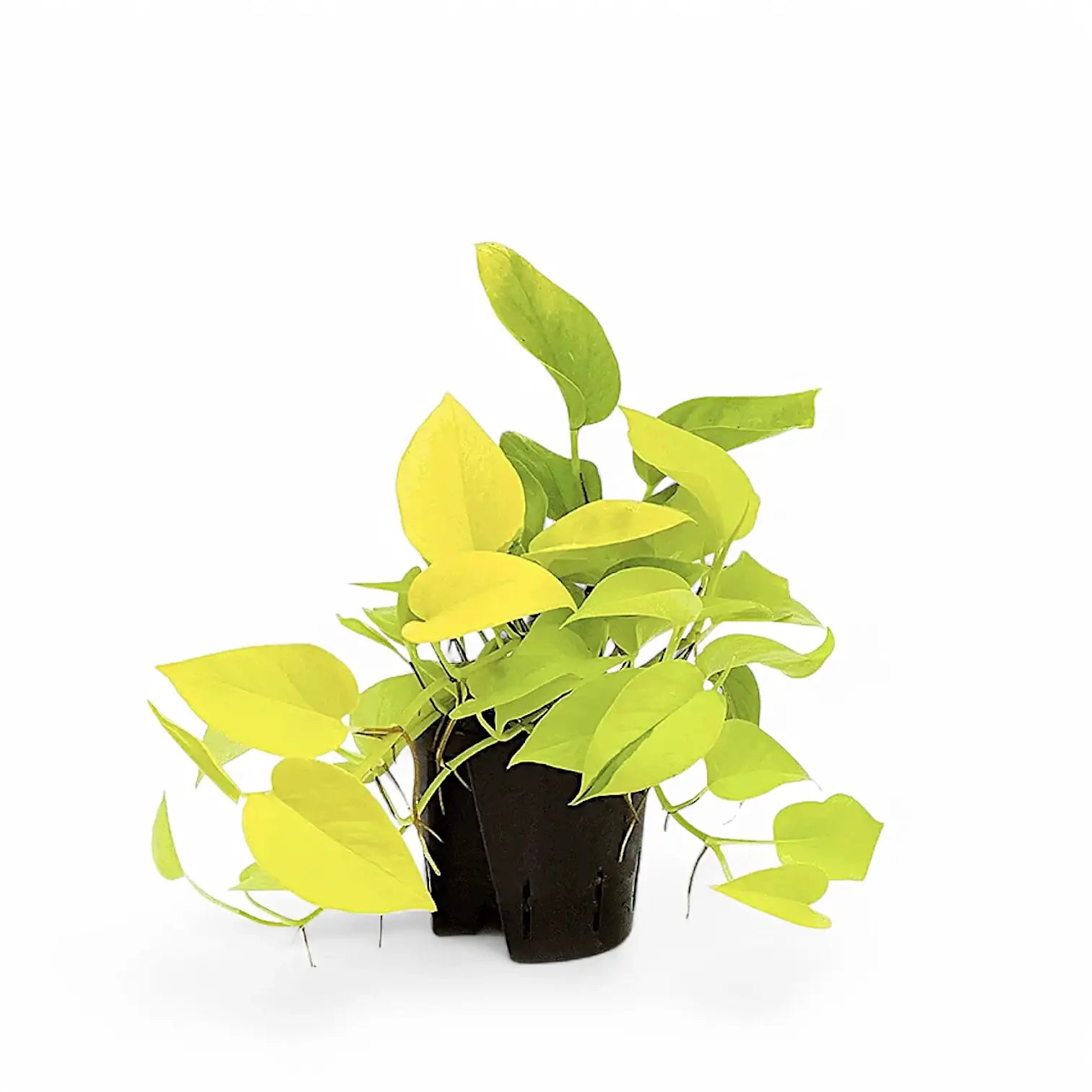 Epipremnum aureum 'Neon' ('Neon Pothos', 'Golden Pothos') – Topfpflanze im Kulturtopf vor weißem Hintergrund, Produktfoto 4.