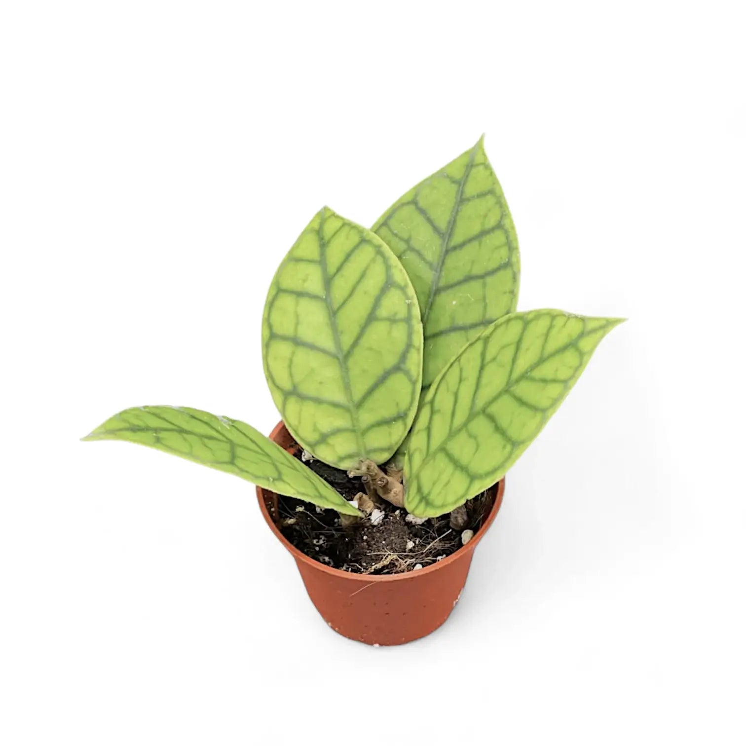 Hoya callistophylla potted houseplant in nursery pot on white background, product photo 8.