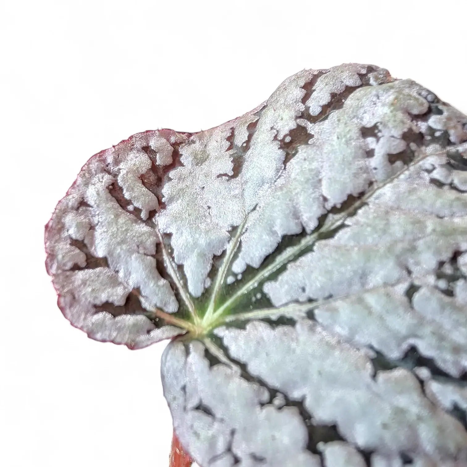 Begonia rex 'Chayo' – Zimmerpflanze im Kulturtopf auf weißem Hintergrund, Produktfoto 5.