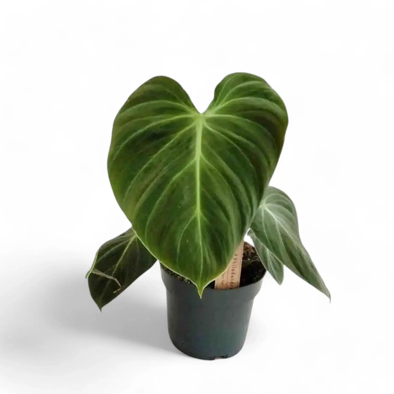 Philodendron 'El Choco red' (Philodendron rubrijuvenile) – Zimmerpflanze im Kulturtopf auf weißem Hintergrund, Produktfoto 8.
