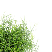 Rhipsalis cereuscula 'Cashero' leaf close-up on white background.