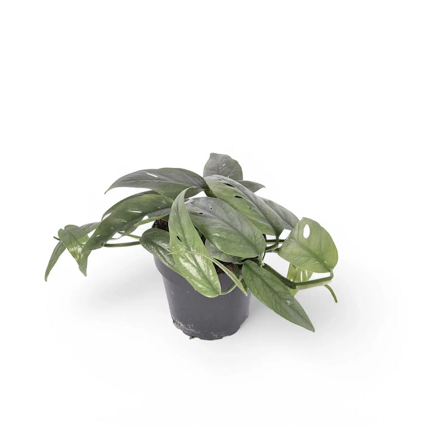 Epipremnum pinnatum 'Cebu Blue' potted houseplant in nursery pot on white background, product photo 2.