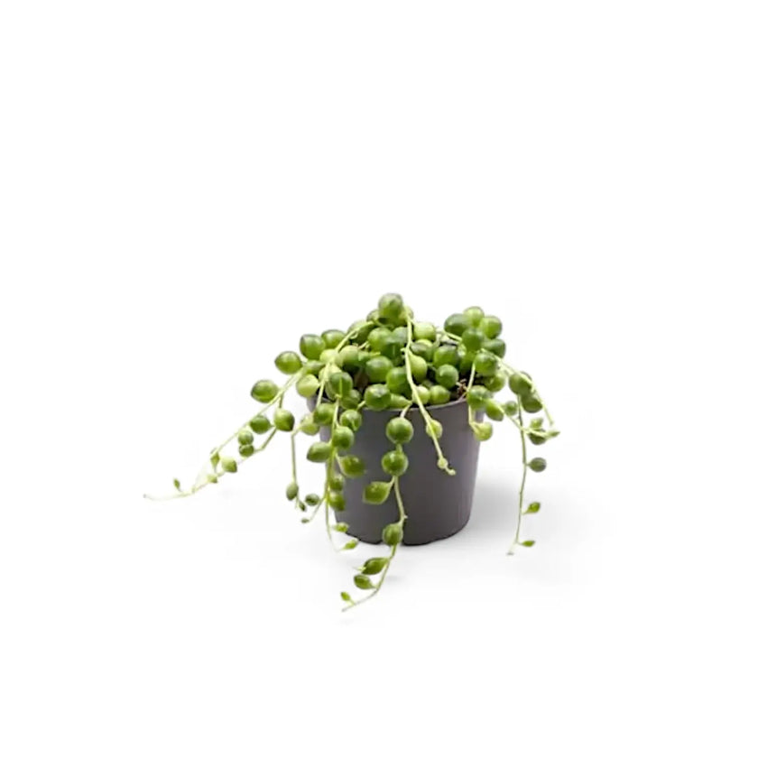 Curio rowleyanus potted houseplant in nursery pot on white background, product photo 3.