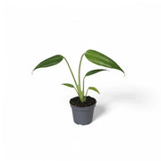 Monstera 'Burle Marx's Flame' potted houseplant in nursery pot on white background, product photo 6.