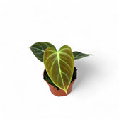 Philodendron 'El Choco red' (Philodendron rubrijuvenile) – Zimmerpflanze im Kulturtopf auf weißem Hintergrund, Produktfoto 6.