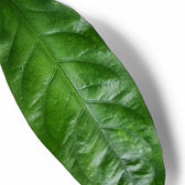 Nahaufnahme eines Blatts von Anthurium crassinervium 'Jungle Bush' vor weißem Hintergrund.