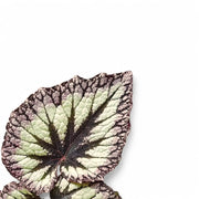 Begonia rex 'Fireworks' leaf close-up on white background.