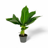 Musa acuminata 'Cheeka' potted houseplant in nursery pot on white background, product photo 4.