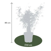 Fargesia 'Rufa' potted houseplant in nursery pot on white background, product photo 10.