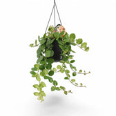 Aeschynanthus radicans ‘Pink Polka’ – Zimmerpflanze im Kulturtopf auf weißem Hintergrund, Produktfoto 2.