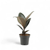 Ficus elastica 'Abidjan' potted houseplant in nursery pot on white background, product photo 4.