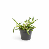 Curio herreianus 'Purple flush' – Topfpflanze im Kulturtopf vor weißem Hintergrund, Produktfoto 3.