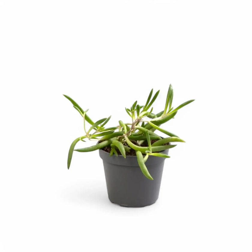Curio herreianus 'Purple flush' potted houseplant in nursery pot on white background, product photo 3.
